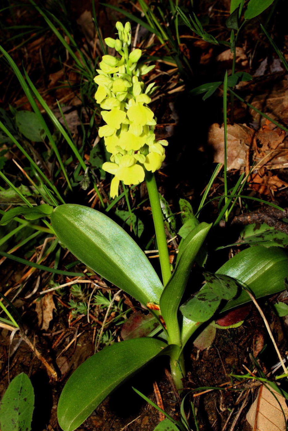 Orchidee dell''Imperiese